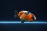 Baby Ranchu  Calico 2.5 Inch (ID#0110R9c-23) Free2Day SHIPPING