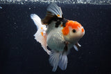 Thai Oranda  Tricolor 6 Inch (ID#1025To6c-108)