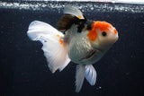 Thai Oranda  Tricolor 6 Inch (ID#1025To6c-108)