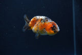 Baby Ranchu  Calico 2.5 Inch (ID#0110R9c-23) Free2Day SHIPPING