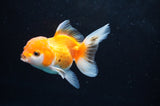 Juvenile Thai Oranda  Red White 3.5 Inch (ID#418T13b-79) Free2Day SHIPPING
