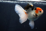 Thai Oranda  Tricolor 6 Inch (ID#1025To6c-108)