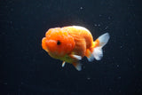 Juvenile Lionchu  Red White 3.5 Inch (ID#1126R11a-14) Free2Day SHIPPING