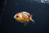 Baby Ranchu  Calico 2.5 Inch (ID#0110R9c-23) Free2Day SHIPPING