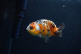 Baby Ranchu  Calico 2.5 Inch (ID#0110R9c-23) Free2Day SHIPPING