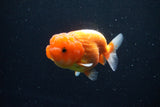 Juvenile Lionchu  Red White 3.5 Inch (ID#1126R11a-14) Free2Day SHIPPING