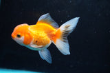 Juvenile Thai Oranda  Red White 3.5 Inch (ID#418T13b-79) Free2Day SHIPPING