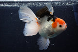 Thai Oranda  Tricolor 6 Inch (ID#1025To6c-108)