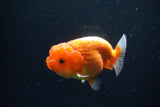 Juvenile Lionchu  Red White 3.5 Inch (ID#1126R11a-14) Free2Day SHIPPING