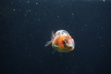 Baby Ranchu  Calico 2.5 Inch (ID#0110R9c-23) Free2Day SHIPPING