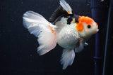 Thai Oranda  Tricolor 6 Inch (ID#1025To6c-108)