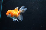 Juvenile Thai Oranda  Red White 3.5 Inch (ID#418T13b-79) Free2Day SHIPPING