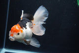 Thai Oranda  Tricolor 6 Inch (ID#1025To6c-108)