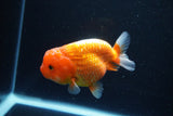 Juvenile Lionchu  Red White 3.5 Inch (ID#1126R11a-14) Free2Day SHIPPING