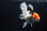 Thai Oranda  Tricolor 6 Inch (ID#1025To6c-108)