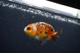 Baby Ranchu  Calico 2.5 Inch (ID#0110R9c-23) Free2Day SHIPPING