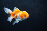 Juvenile Thai Oranda  Red White 3.5 Inch (ID#418T13b-79) Free2Day SHIPPING