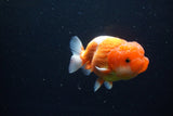 Juvenile Lionchu  Red White 3.5 Inch (ID#1126R11a-14) Free2Day SHIPPING