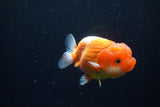 Juvenile Lionchu  Red White 3.5 Inch (ID#1126R11a-14) Free2Day SHIPPING