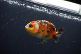 Baby Ranchu  Calico 2.5 Inch (ID#0110R9c-23) Free2Day SHIPPING