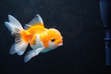 Juvenile Thai Oranda  Red White 3.5 Inch (ID#418T13b-79) Free2Day SHIPPING