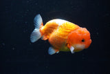 Juvenile Lionchu  Red White 3.5 Inch (ID#1126R11a-14) Free2Day SHIPPING