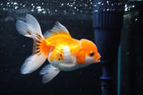Juvenile Thai Oranda  Red White 3.5 Inch (ID#418T13b-79) Free2Day SHIPPING