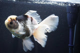 Thai Oranda  Panda 6.5 Inch (ID#1025To6c-109)