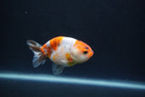 Baby Ranchu  Calico 3 Inch (ID#0110R9c-24) Free2Day SHIPPING