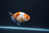 Baby Ranchu  Calico 3 Inch (ID#0110R9c-24) Free2Day SHIPPING