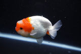 Juvenile Lionchu  Red White 3.5 Inch (ID#1126R11a-15) Free2Day SHIPPING