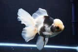 Thai Oranda  Panda 6.5 Inch (ID#1025To6c-109)