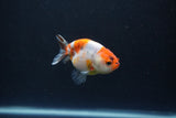 Baby Ranchu  Calico 3 Inch (ID#0110R9c-24) Free2Day SHIPPING