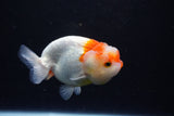 Juvenile Lionchu  Red White 3.5 Inch (ID#1126R11a-15) Free2Day SHIPPING