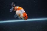 Baby Ranchu  Calico 3 Inch (ID#0110R9c-24) Free2Day SHIPPING