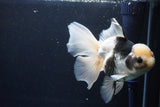 Thai Oranda  Panda 6.5 Inch (ID#1025To6c-109)