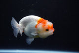 Juvenile Lionchu  Red White 3.5 Inch (ID#1126R11a-15) Free2Day SHIPPING