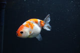 Baby Ranchu  Calico 3 Inch (ID#0110R9c-24) Free2Day SHIPPING