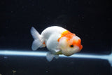 Juvenile Lionchu  Red White 3.5 Inch (ID#1126R11a-15) Free2Day SHIPPING