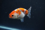 Baby Ranchu  Calico 3 Inch (ID#0110R9c-24) Free2Day SHIPPING