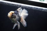 Thai Oranda  Panda 6.5 Inch (ID#1025To6c-109)