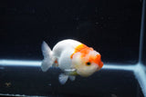 Juvenile Lionchu  Red White 3.5 Inch (ID#1126R11a-15) Free2Day SHIPPING