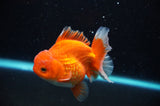High Grade Thai Oranda  Lemon Head Panda 6.5 Inch (ID#318T5b-111)