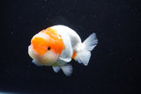 Juvenile Lionchu  Red White 3.5 Inch (ID#1126R11a-15) Free2Day SHIPPING