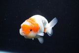 Juvenile Lionchu  Red White 3.5 Inch (ID#1126R11a-15) Free2Day SHIPPING