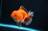 High Grade Thai Oranda  Lemon Head Panda 6.5 Inch (ID#318T5b-111)