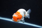 Juvenile Lionchu  Red White 3.5 Inch (ID#1126R11a-15) Free2Day SHIPPING