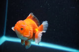 High Grade Thai Oranda  Lemon Head Panda 6.5 Inch (ID#318T5b-111)