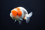 Juvenile Lionchu  Red White 3.5 Inch (ID#1126R11a-15) Free2Day SHIPPING