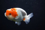 Juvenile Lionchu  Red White 3.5 Inch (ID#1126R11a-15) Free2Day SHIPPING